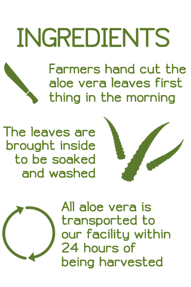 Harvesting Ingredients: Farmers hand cut the aloe vera leaves first thing in the morning. The leaves are brought inside to be soaked and washed. All aloe vera is transported to our facility within 24 hours of being harvested